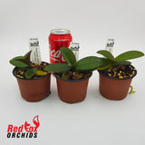 Phalaenopsis Allura 'Santa Claus'