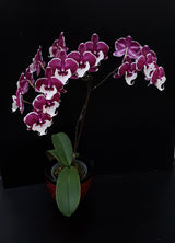 Phalaenopsis Allura 'Santa Claus'