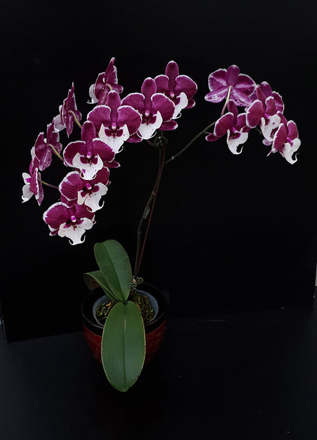 Phalaenopsis Allura 'Santa Claus'