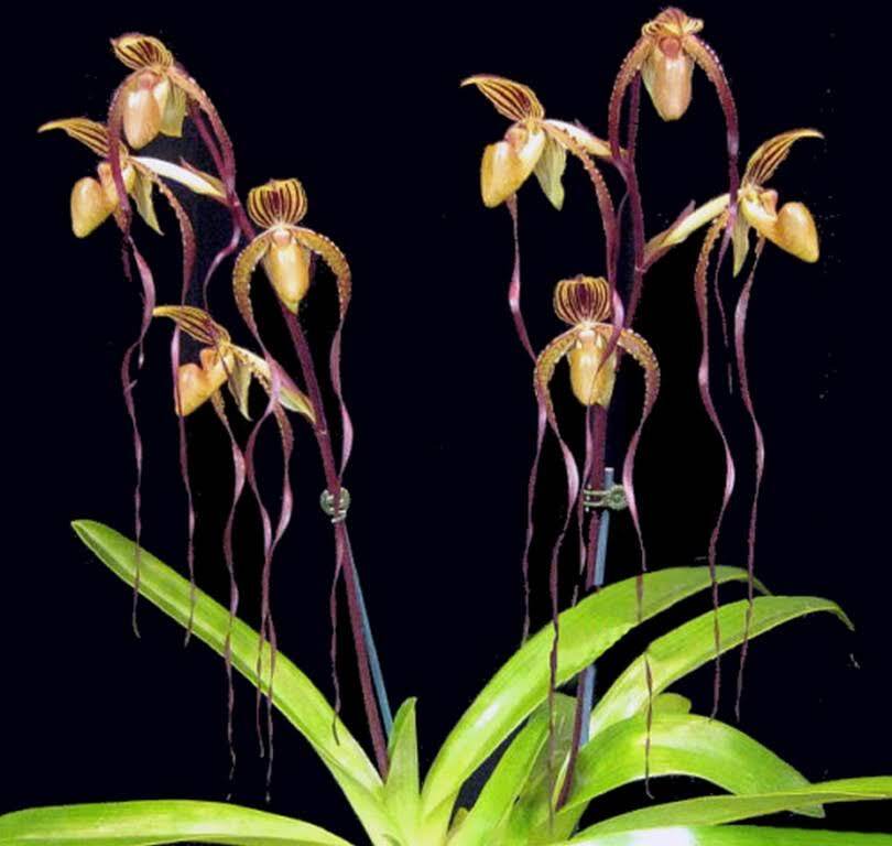 Paphiopedilum Angel Hair