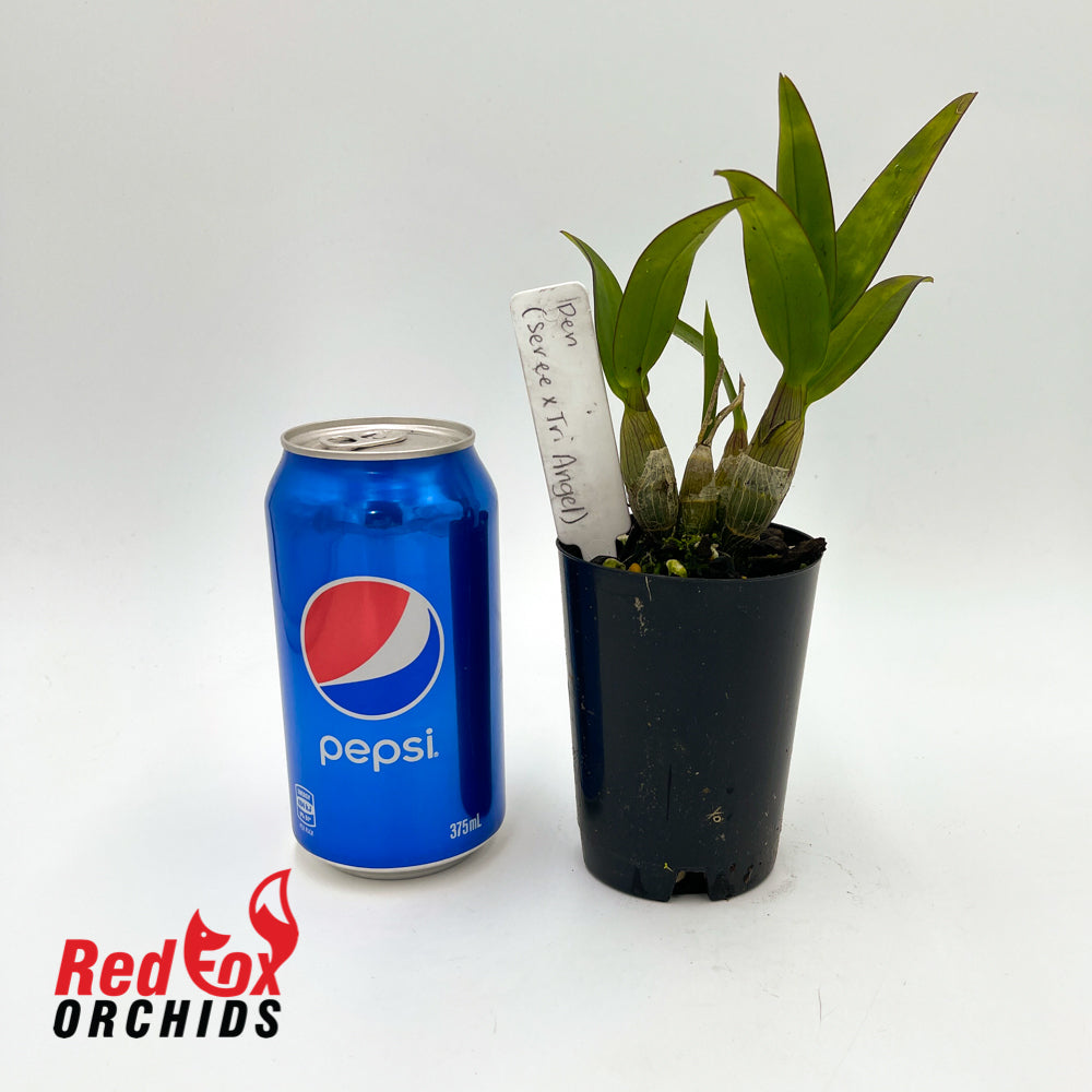 Dendrobium (Seree x Tri Angel)