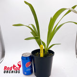 Cymbidium Rocky Creek 'Gotcha' AM/AOS B/CSA