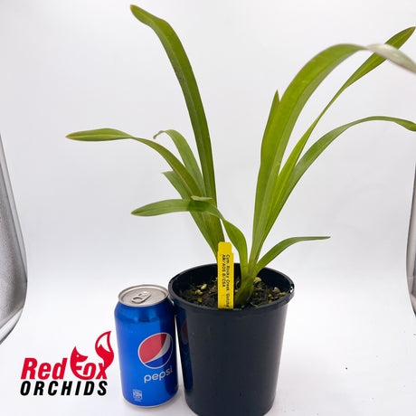 Cymbidium Rocky Creek 'Gotcha' AM/AOS B/CSA