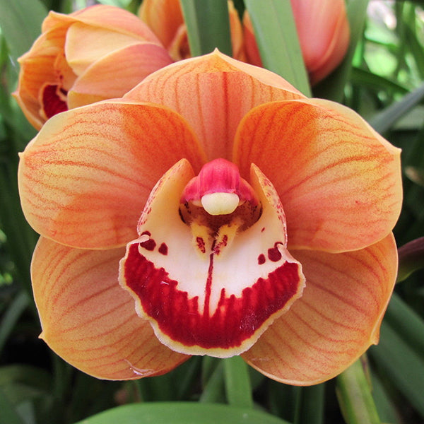 Cymbidium Harbour City 'Sydney'