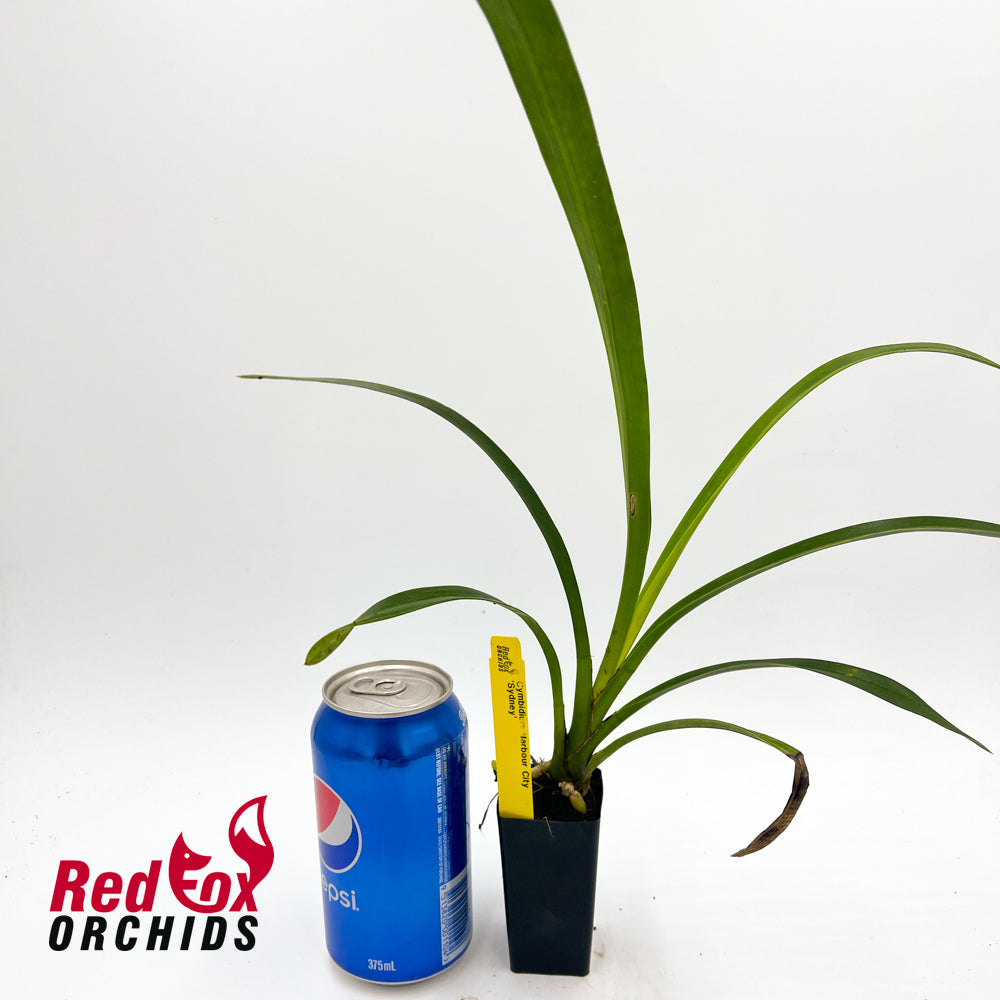 Cymbidium Harbour City 'Sydney'