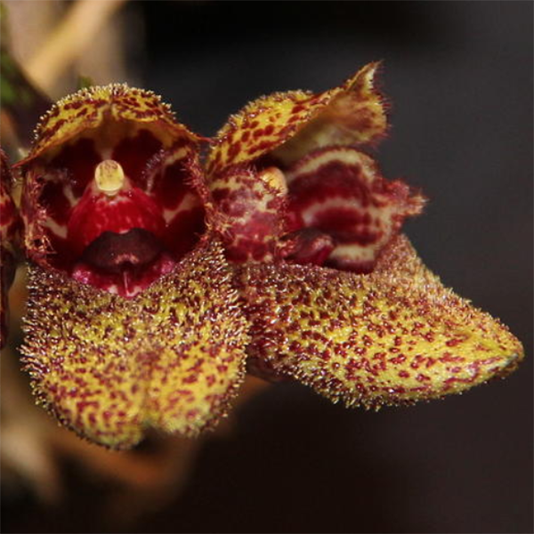 Bulbophyllum frostii