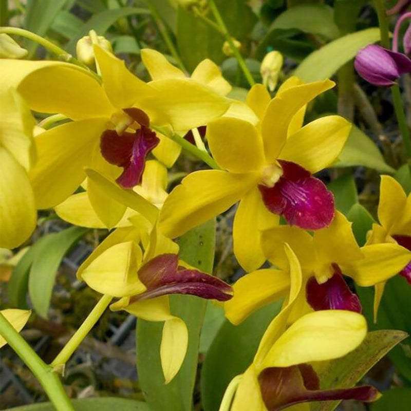 Dendrobium Thongchai Gold 'Pramote'