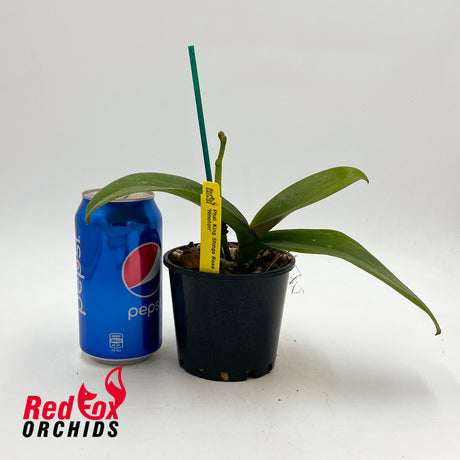 Phalaenopsis King Shing's Rose 'Hinotori'