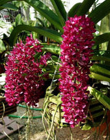 Rhynchostylis gigantea 'Red'