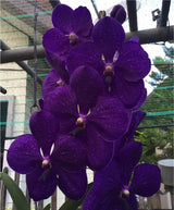 Vanda Pachara Delight