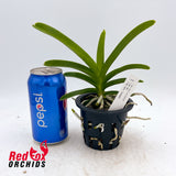 Vanda Pachara Delight