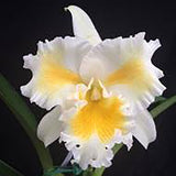 Rhyncholaeliocattleya Island Charm 'Blumen Insel'