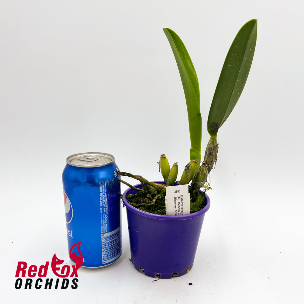 Rhyncholaeliocattleya Island Charm 'Blumen Insel'