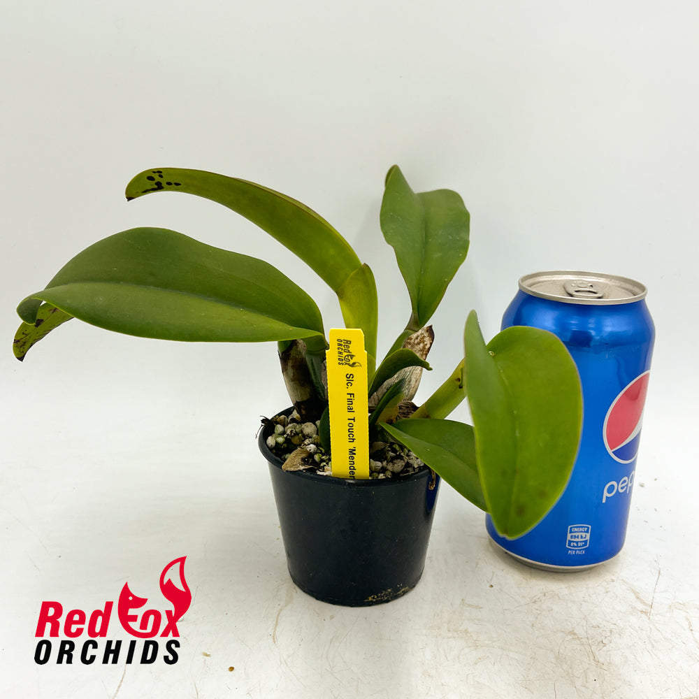 Sophrolaeliocattleya Final Touch Mendenhal