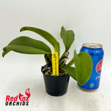 Sophrolaeliocattleya Final Touch Mendenhal