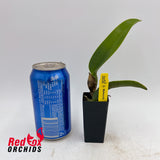 Cattleya Malworth
