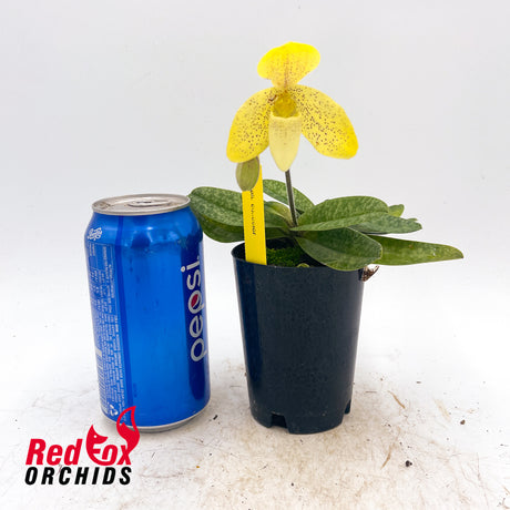 Paphiopedilum concolor
