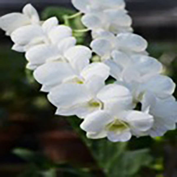 Dendrobium (Snowy White x Burana White) 'Orchid World'