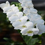 Dendrobium (Snowy White x Burana White) 'Orchid World'