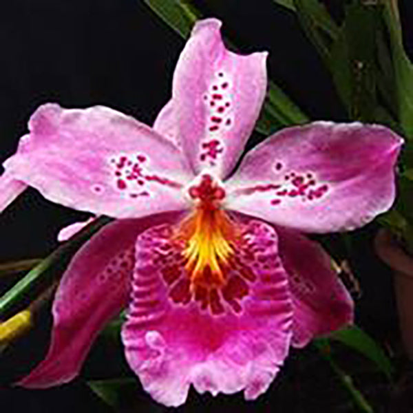 Vuylstekeara Carnivale 'Okika'