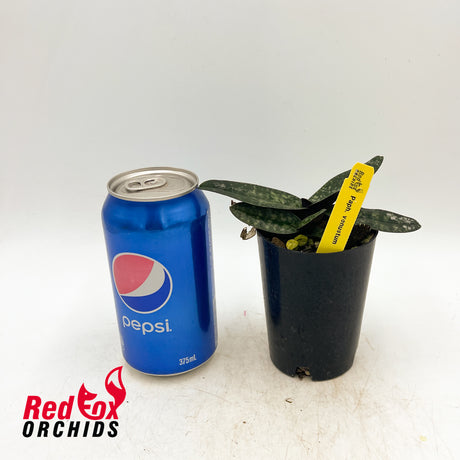 Paphiopedilum venustum