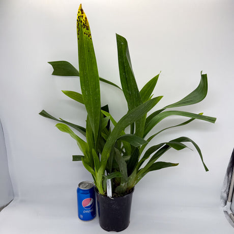 Oncidium Sharry Baby 'Sweet Fragrance'