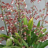 Oncidium Sharry Baby 'Sweet Fragrance'