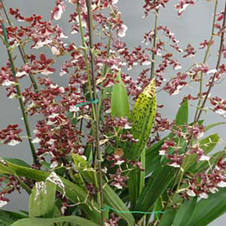 Oncidium Sharry Baby 'Sweet Fragrance'
