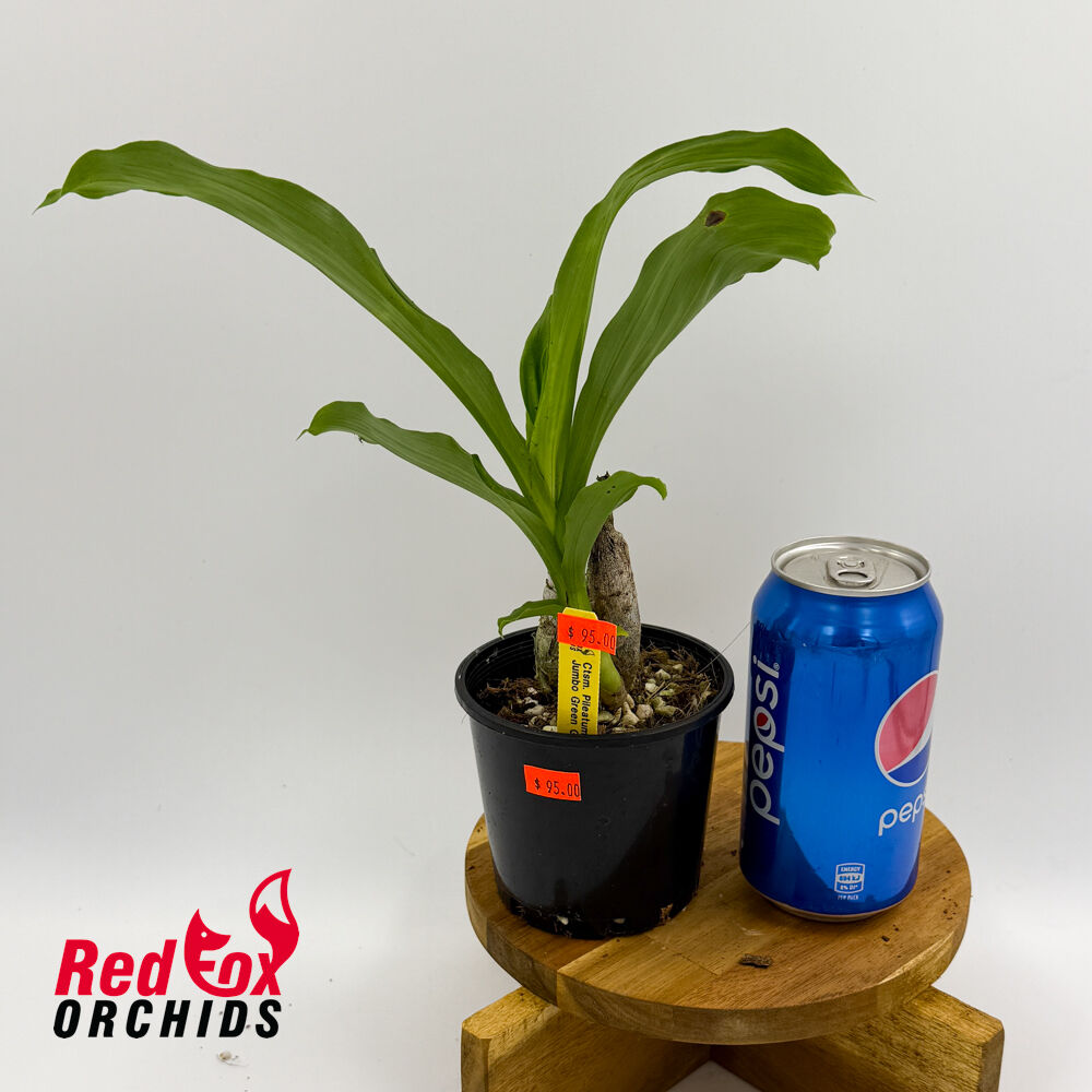 Catasetum pileatum 'Jumbo Green Gold'