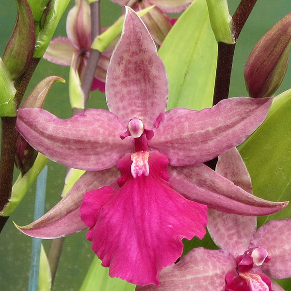 Odontonia Pacific Paranoia ‘Other Side of Kool’