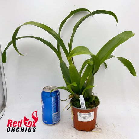 Brassidium Golden Gamine 'White Knight'