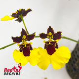 Oncidium Alusuka ‘Claire’