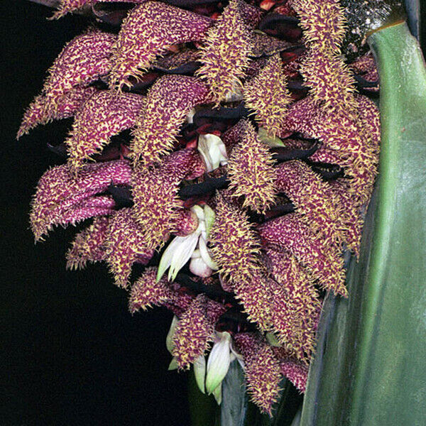 Bulbophyllum phalaenopsis