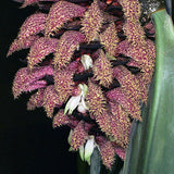 Bulbophyllum phalaenopsis