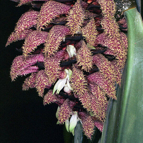 Bulbophyllum phalaenopsis