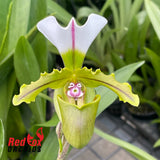 Paphiopedilum spicerianum