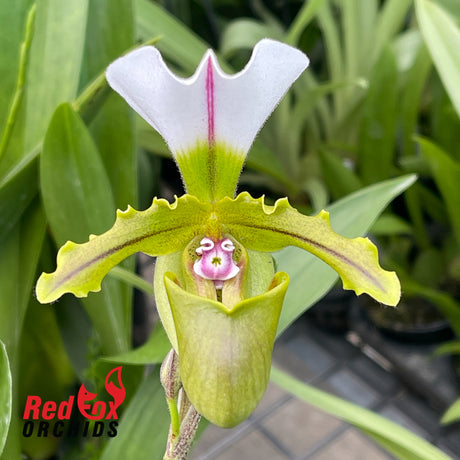 Paphiopedilum spicerianum