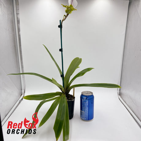 Paphiopedilum spicerianum