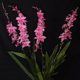 Vuylstekeara Carnivale 'Rio'