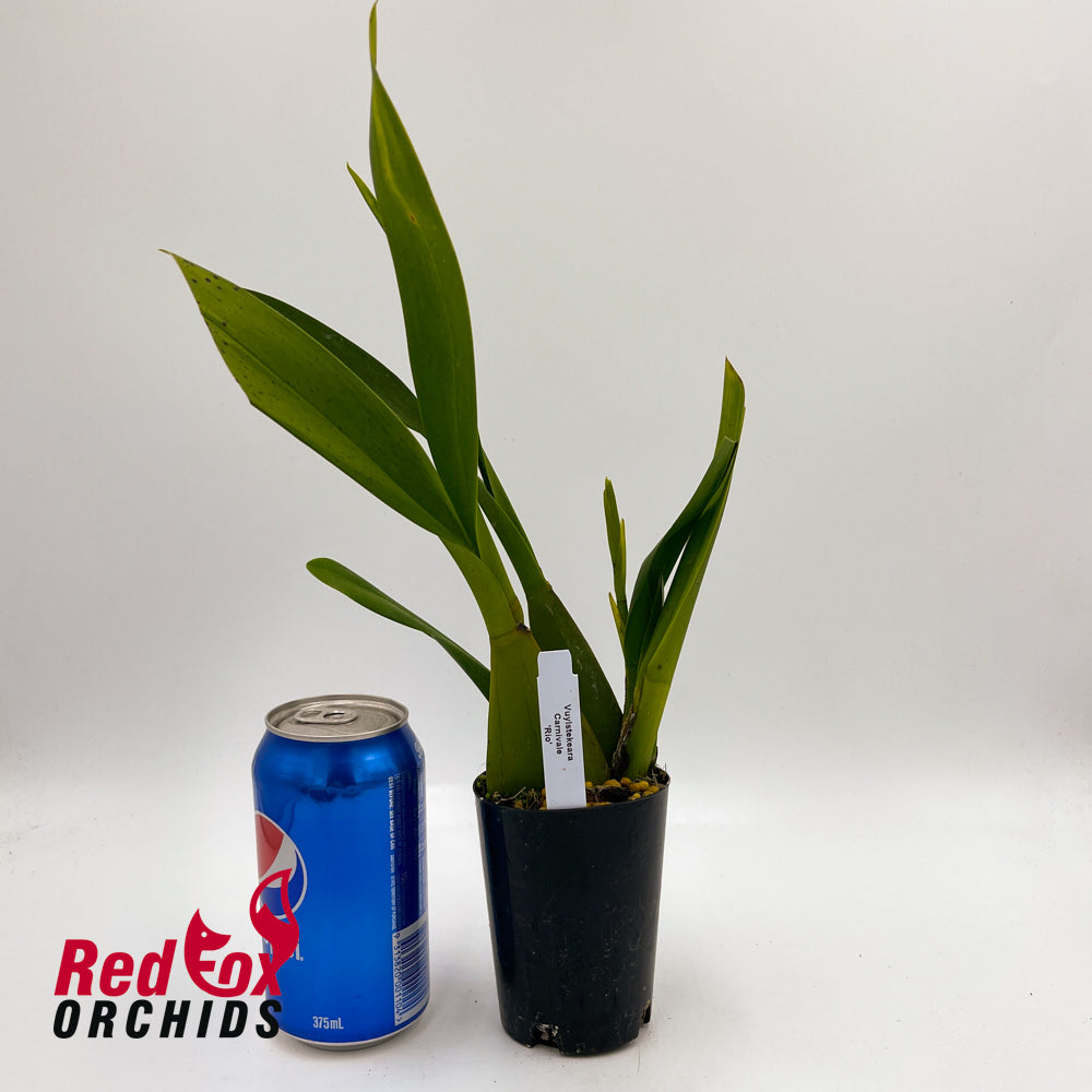 Vuylstekeara Carnivale 'Rio'