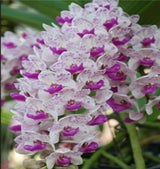 Rhynchostylis gigantea 'Spotted'
