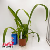 Maclellanara Yellow Star 'Golden Gambol'