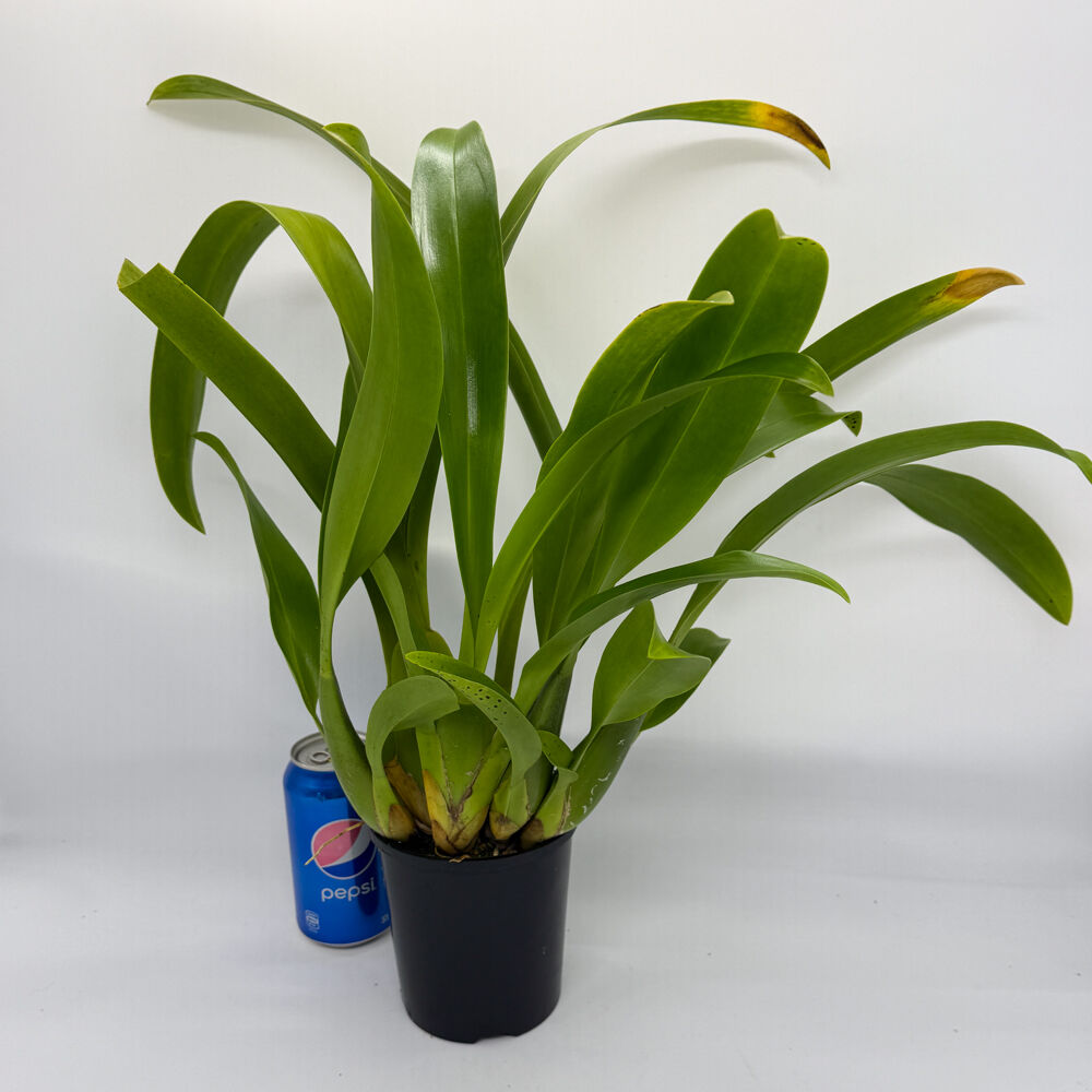 Maclellanara Yellow Star 'Golden Gambol'