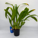 Maclellanara Yellow Star 'Golden Gambol'