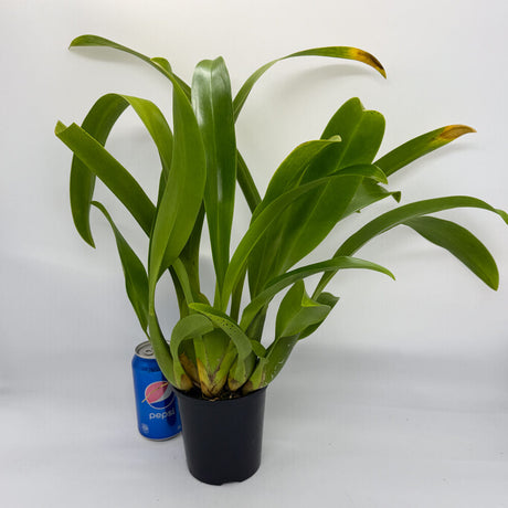 Maclellanara Yellow Star 'Golden Gambol'
