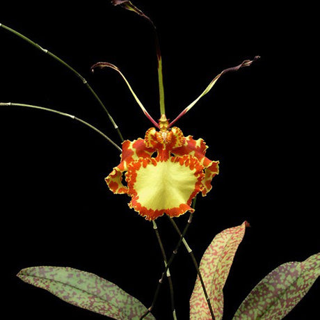 Psychopsis Mendenhall 'Hildos'