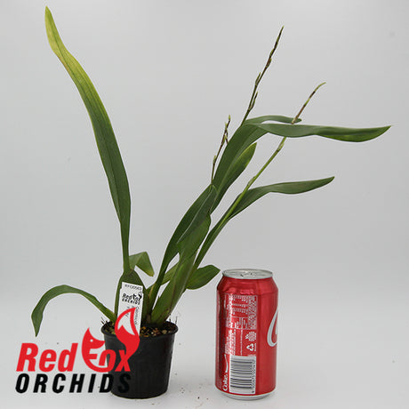 Odontocidium Rex's Luck 'Firefly'