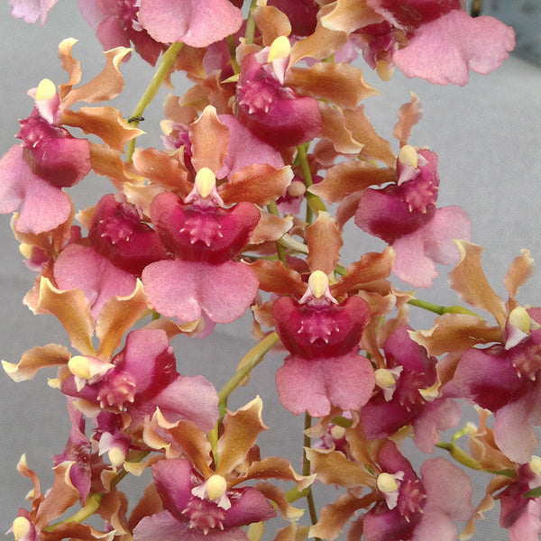 Oncidium Pacific Sunrise 'Hakalau'