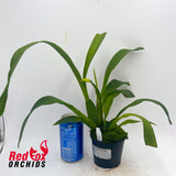 Oncidium Pacific Sunrise 'Hakalau'