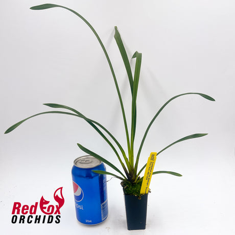 Cymbidium Kiwi Midnight 'Geyserland'